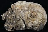 Agatized Fossil Coral With Druzy Quartz - Florida #30700-1